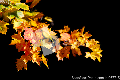 Image of Orange autumn leaves background on black