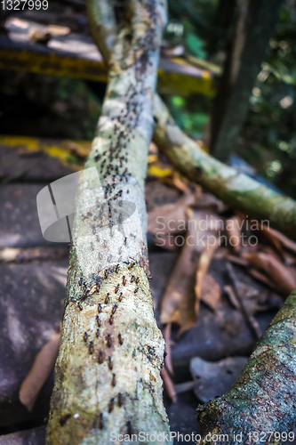 Image of Termites colony, Taman Negara national park, Malaysia