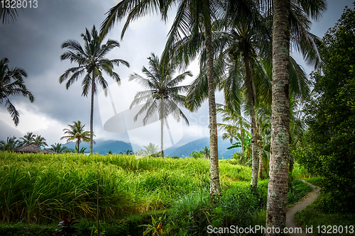 Image of Paddy field rice terraces, Munduk, Bali, Indonesia