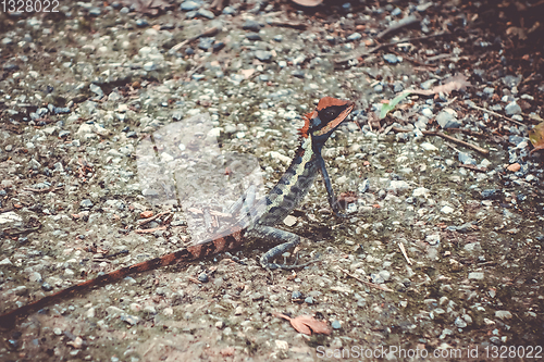 Image of Crested Lizard in jungle, Khao Sok, Thailand