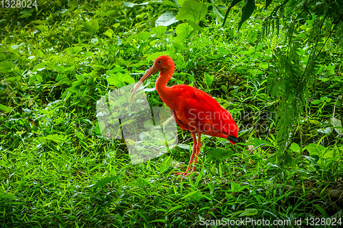 Image of Scarlet ibis