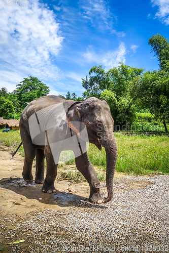 Image of Baby elephant in protected park, Chiang Mai, Thailand