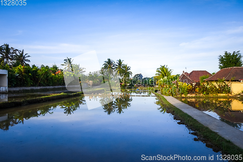 Image of Paddy field at sunset, Ubud, Bali, Indonesia