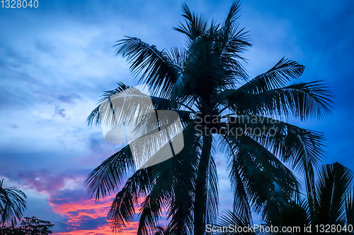 Image of Palm tree at sunset, Khao Lak, Thailand