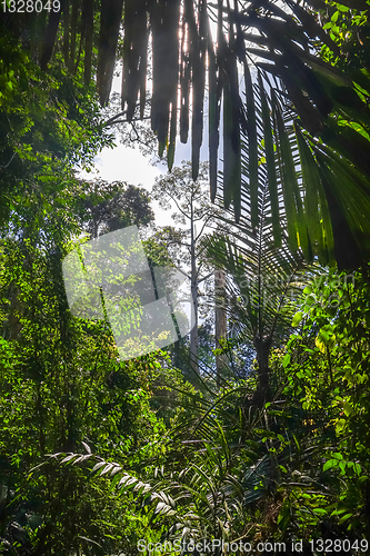 Image of Jungle landscape Taman Negara national park, Malaysia