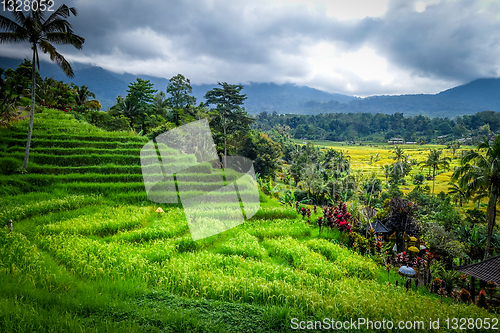 Image of Jatiluwih paddy field rice terraces, Bali, Indonesia