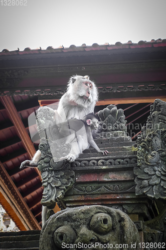 Image of Monkeys on a temple roof in the Monkey Forest, Ubud, Bali, Indon