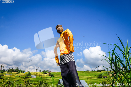 Image of Scarecrow in Jatiluwih paddy field rice terraces, Bali, Indonesi