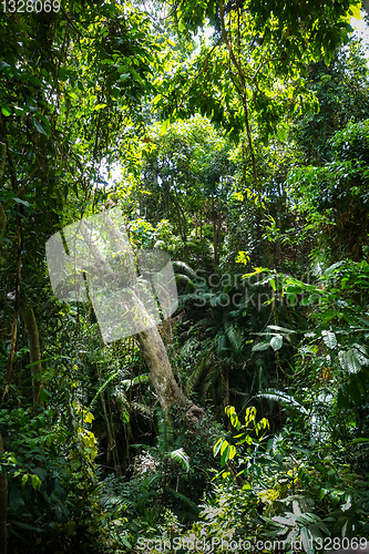 Image of Jungle landscape in the Monkey Forest, Ubud, Bali, Indonesia