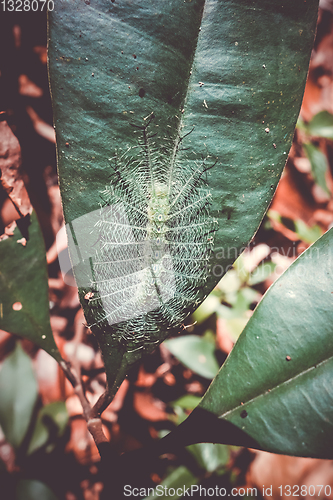 Image of Common Baron Caterpillar, Taman Negara national park, Malaysia