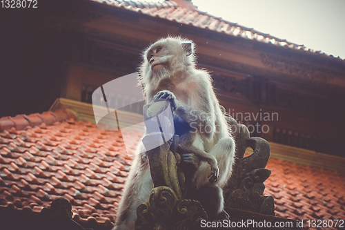 Image of Monkeys on a temple roof in the Monkey Forest, Ubud, Bali, Indon