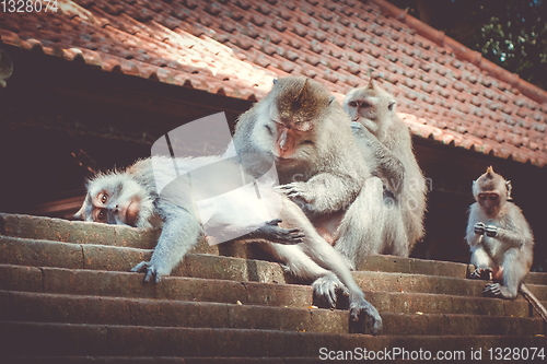 Image of Monkeys on a temple roof in the Monkey Forest, Ubud, Bali, Indon