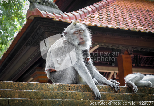 Image of Monkeys on a temple roof in the Monkey Forest, Ubud, Bali, Indon