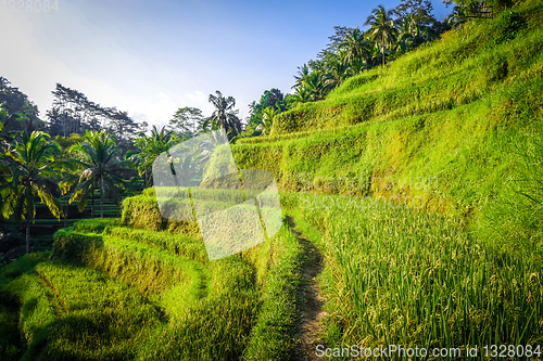 Image of Paddy field rice terraces, ceking, Ubud, Bali, Indonesia