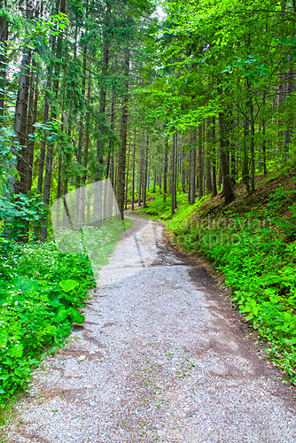 Image of Ground road in summer mountain forest