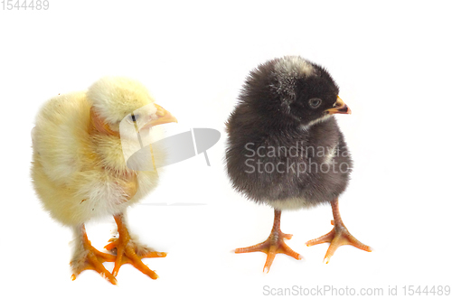 Image of Young chicken isolated