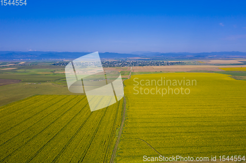 Image of Sunflower fields and summer landscape