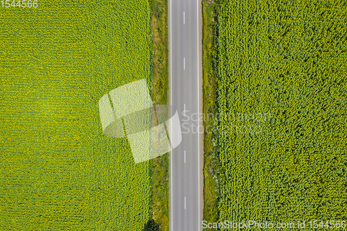 Image of Above road and sunflower fields