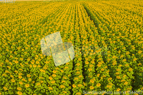 Image of Aerial view of sunflower fields