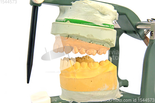Image of Mouth articulator model isolated over white
