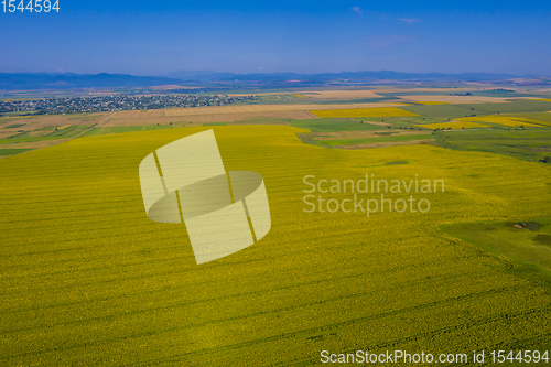 Image of Yellow sunflower field from above