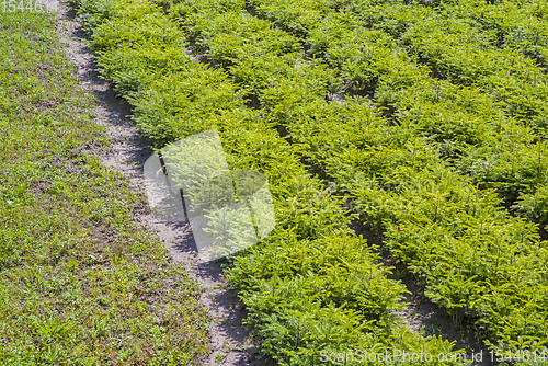 Image of Young fir tree plantation