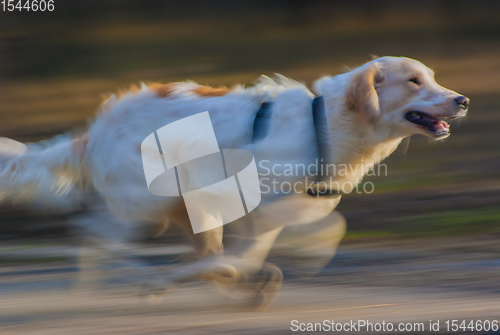 Image of Adorable running dog with motion blur