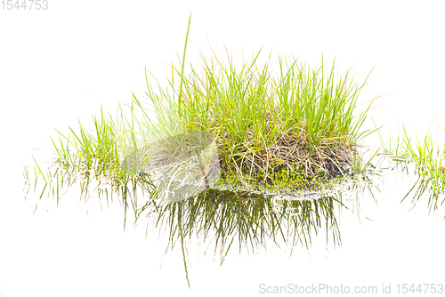Image of Isolated bush grass with reflections