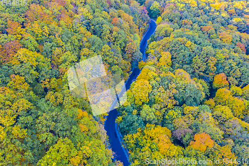 Image of Fall forest road from above