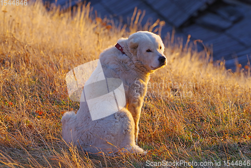 Image of Beautiful white dog