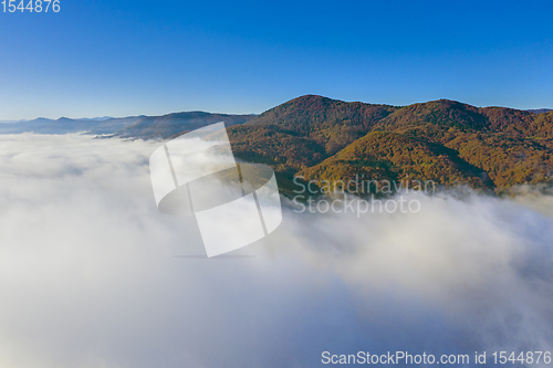 Image of Fog and autumn forest