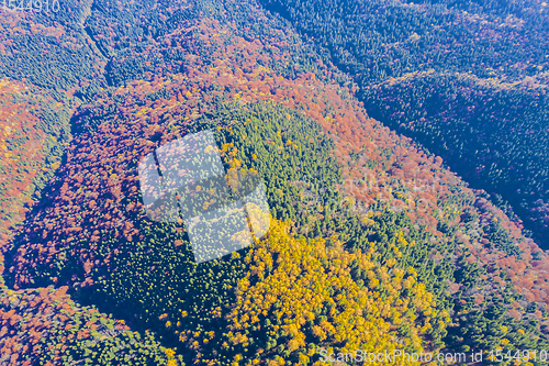 Image of Autumn forest viewed from above
