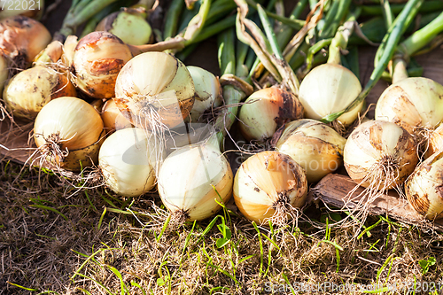 Image of Freshly dug organic onion drying on the grass in summer sunny da