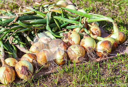 Image of Freshly dug organic onion drying on the grass in summer sunny da