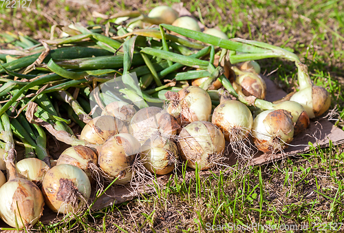 Image of Freshly dug organic onion drying on the grass in sunny day