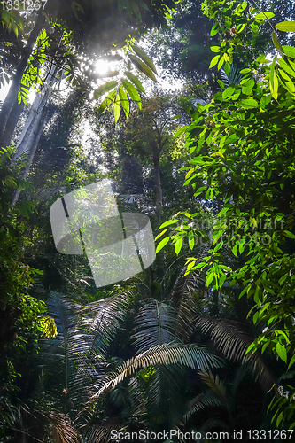 Image of Jungle landscape Taman Negara national park, Malaysia