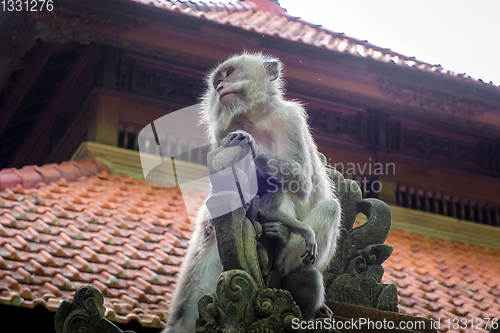 Image of Monkeys on a temple roof in the Monkey Forest, Ubud, Bali, Indon