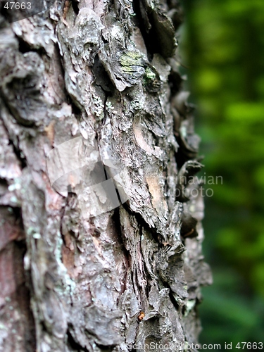 Image of bark