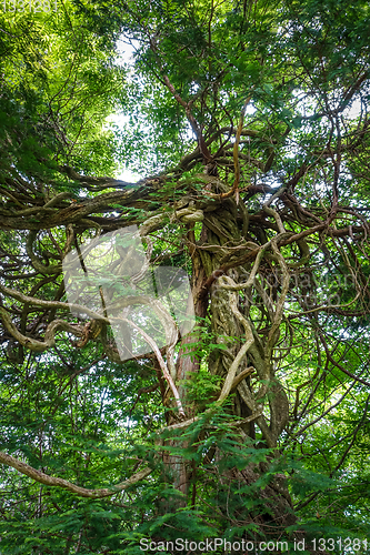 Image of Fantasy tree in Nikko botanical garden, Japan