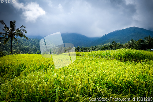 Image of Paddy field rice terraces, Munduk, Bali, Indonesia