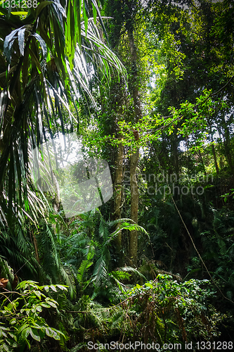 Image of Jungle landscape in the Monkey Forest, Ubud, Bali, Indonesia