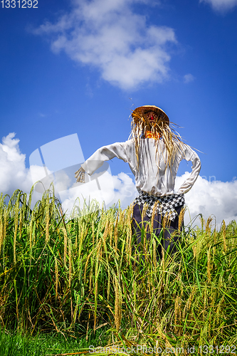 Image of Scarecrow in Jatiluwih paddy field rice terraces, Bali, Indonesi