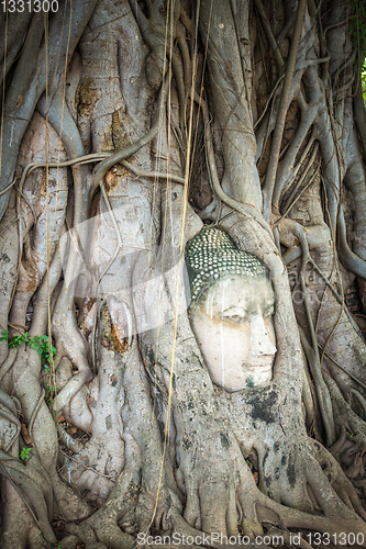 Image of Buddha Head in Tree Roots, Wat Mahathat, Ayutthaya, Thailand