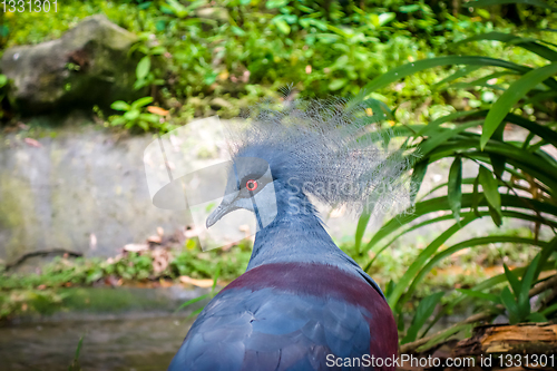 Image of Western Crowned Pigeon