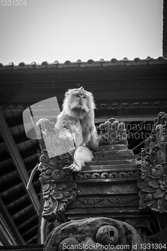 Image of Monkeys on a temple roof in the Monkey Forest, Ubud, Bali, Indon