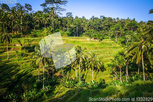 Image of Paddy field rice terraces, ceking, Ubud, Bali, Indonesia
