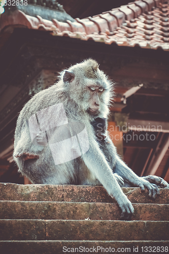 Image of Monkeys on a temple roof in the Monkey Forest, Ubud, Bali, Indon