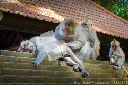 Image of Monkeys on a temple roof in the Monkey Forest, Ubud, Bali, Indon