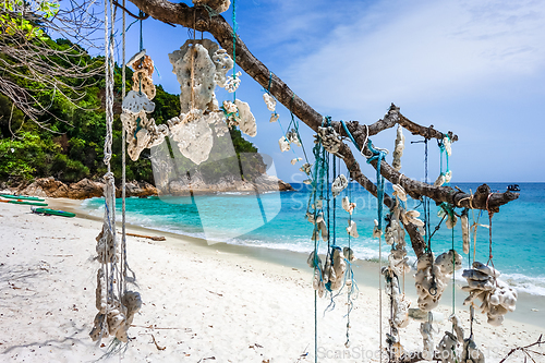 Image of Hanging coral, Perhentian Islands, Malaysia