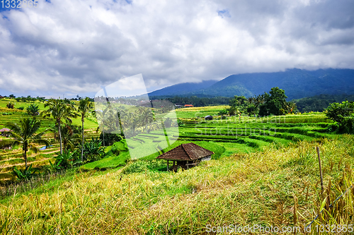 Image of Jatiluwih paddy field rice terraces, Bali, Indonesia